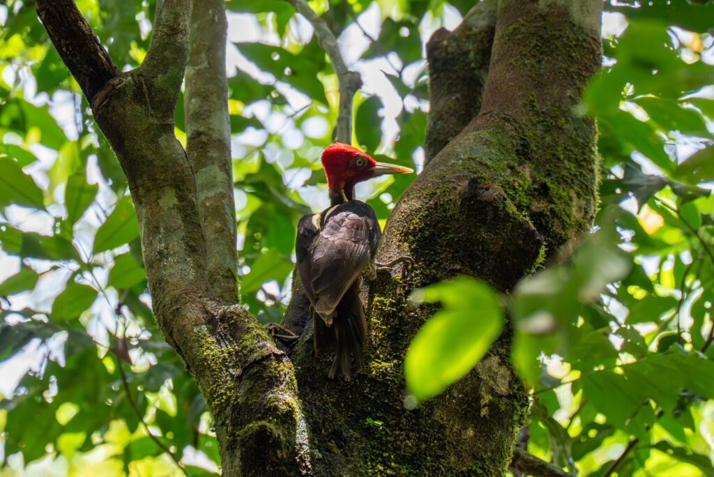 dsc01409 enhanced nr