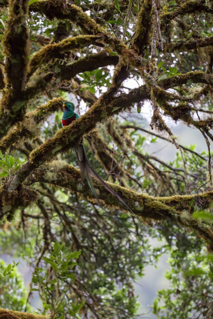 dsc02144 enhanced nr