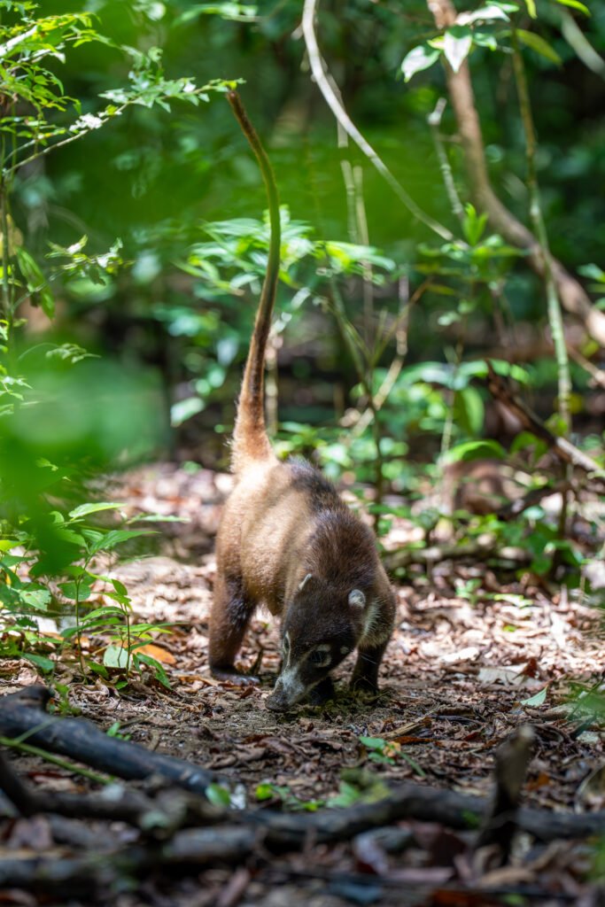 dsc00973 enhanced nr