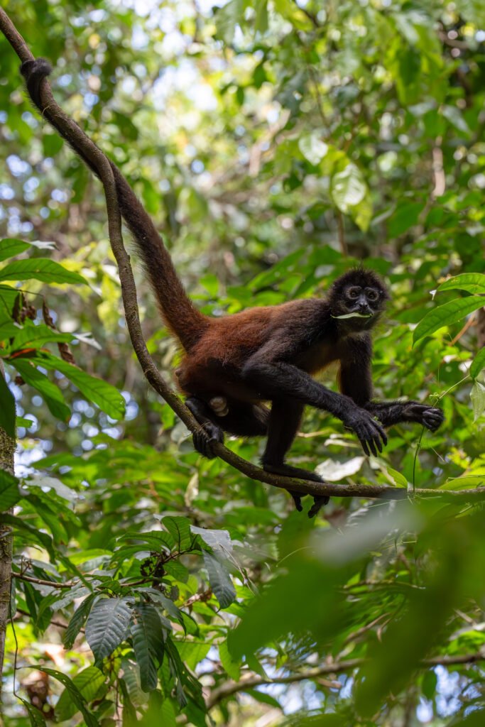 dsc01227 enhanced nr