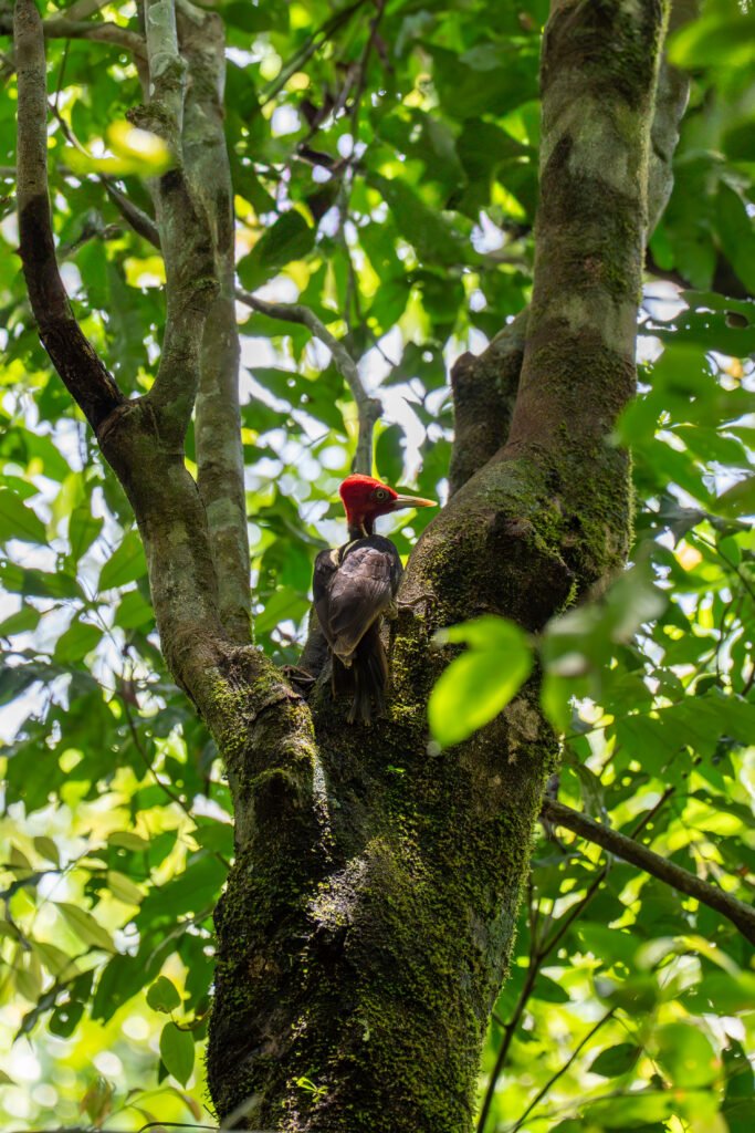 dsc01409 enhanced nr