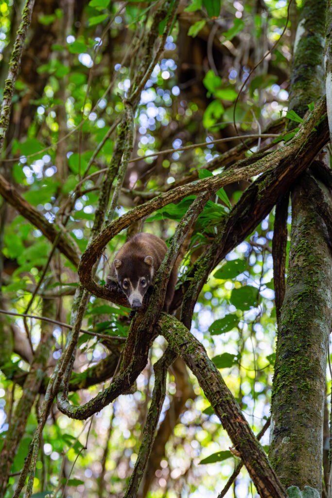 dsc01582 enhanced nr