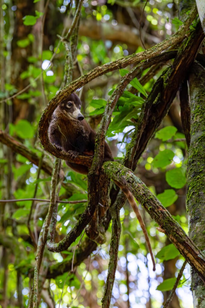 dsc01619 enhanced nr