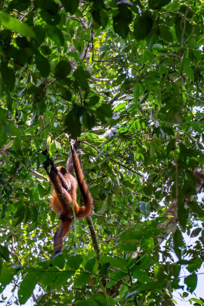 dsc01629 enhanced nr