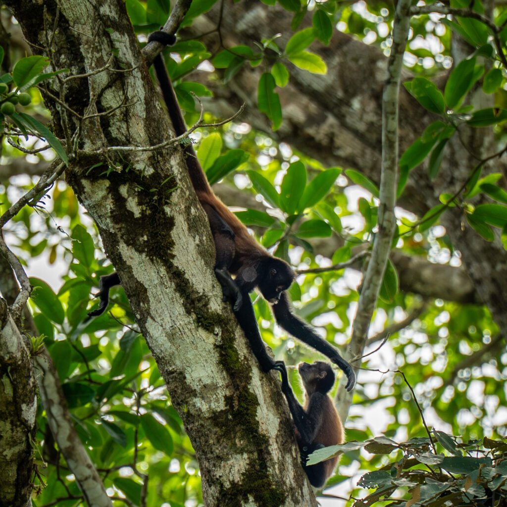 dsc01925 enhanced nr