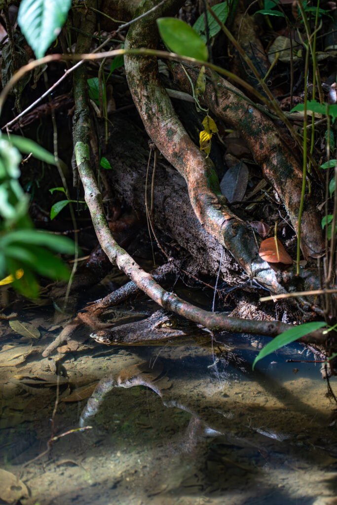 dsc02007 enhanced nr